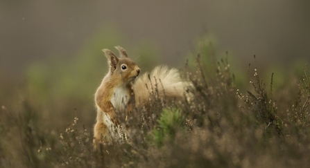 Single Squirrel