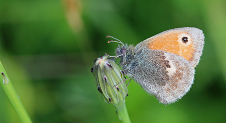 Small heath butterfly- Wendy Carter