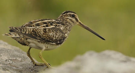 Snipe 