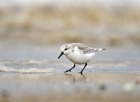 Sanderling