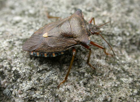 Forest Bug