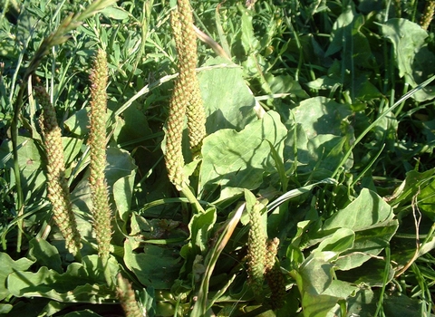 Greater Plantain