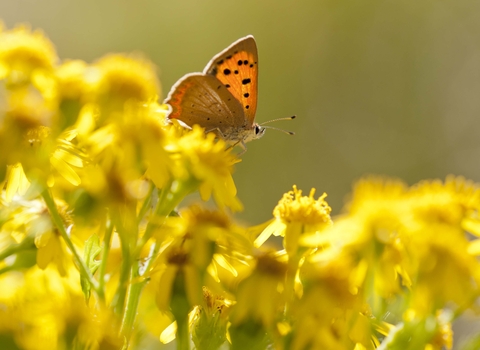 Small Copper butterfly on Common Ragwort
