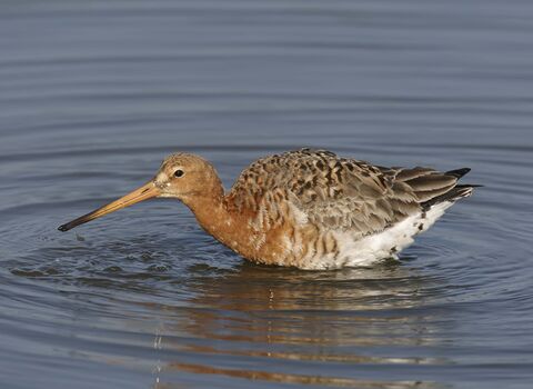 Black-tailed Godwit in summer plumage