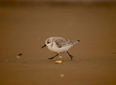 Sanderling