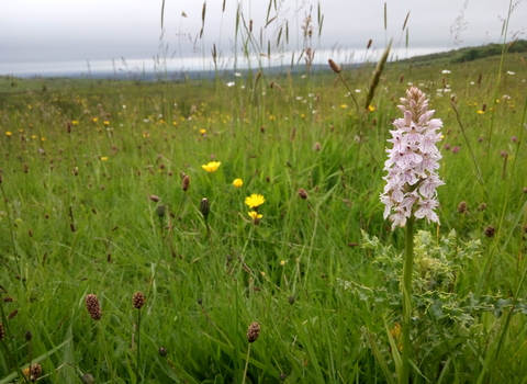 Slievenacloy Nature Reserve