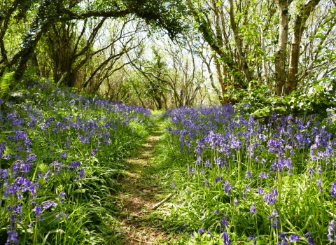 Straidkilly Nature Reserve