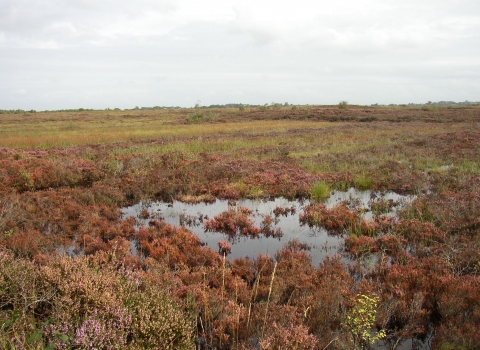 Ballynahone Bog - Autumn colours 