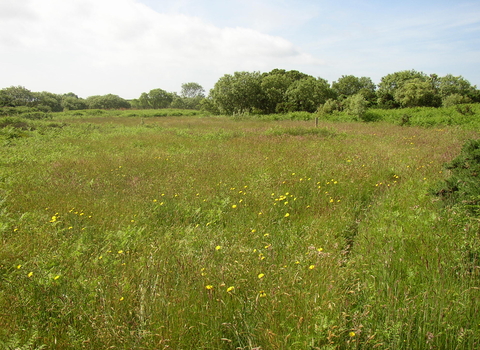 Meadow at Inishargy Bog