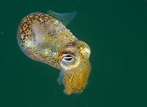 Little cuttlefish