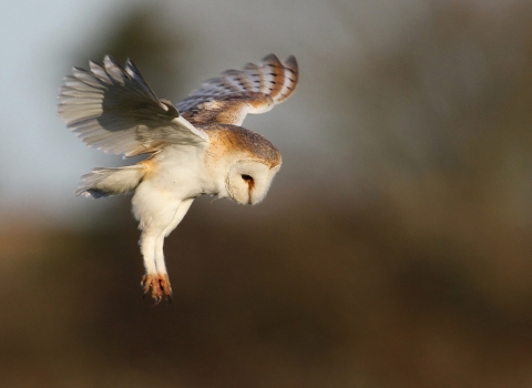 Barn owl