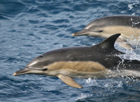 Common Dolphins