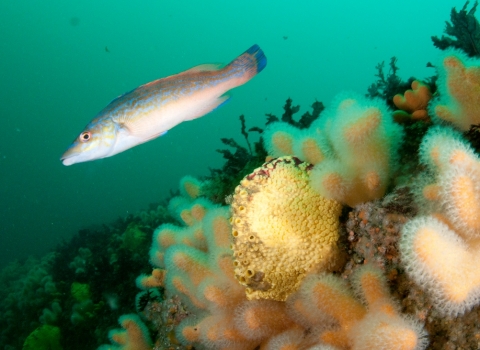 Cuckoo wrasse