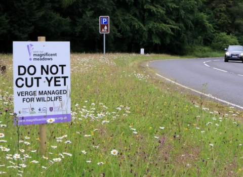 Roadside verge 