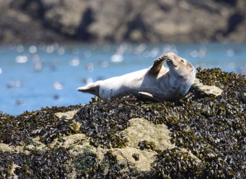 Common seal 