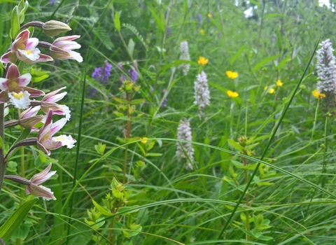 Orchids at Milford Cutting Nature Reserve