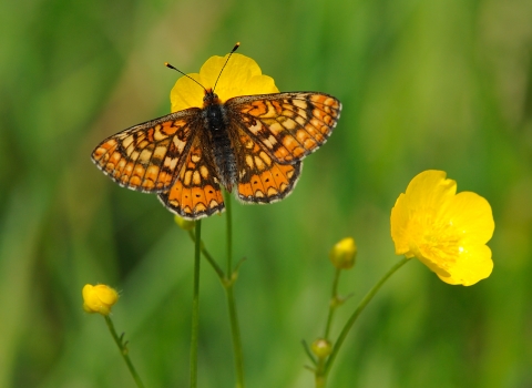 Marsh fritillary