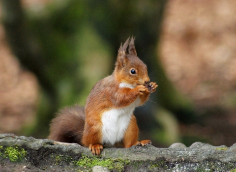 Red squirrel