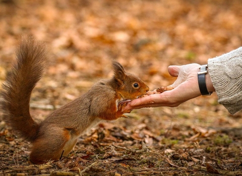 Red squirrel 