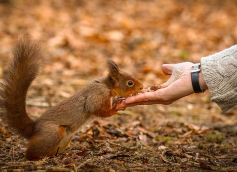 Red squirrel 