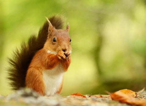 Red squirrel 