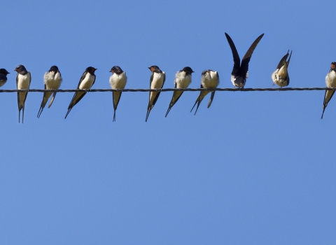 Group of swallows 