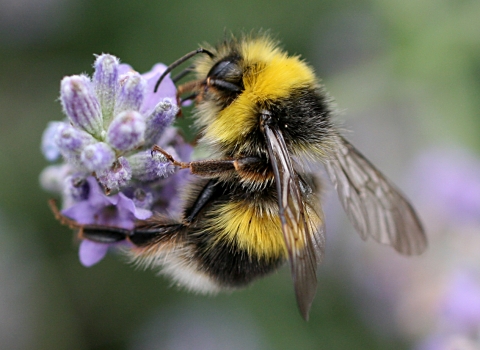 White tailed bumblebee