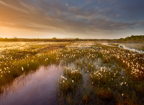 Ballynahone Bog