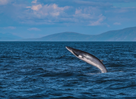 Minke whale