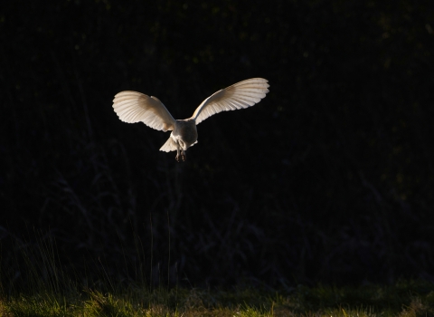 Barn owl (c) David Tipling/2020Vision