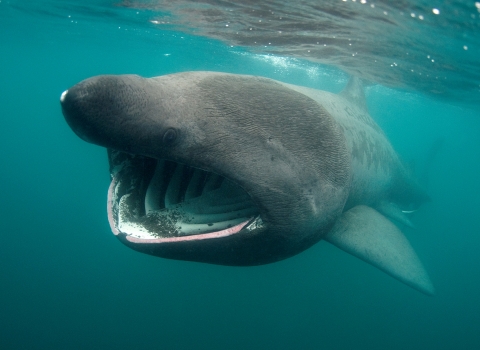 Basking shark