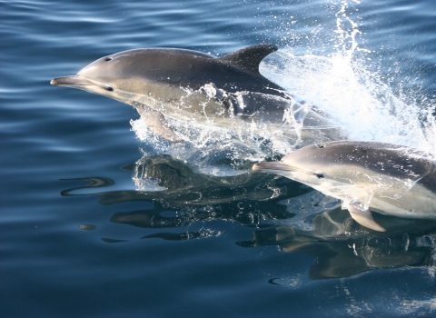 Common dolphin and calf (c) Joanne O'Brien