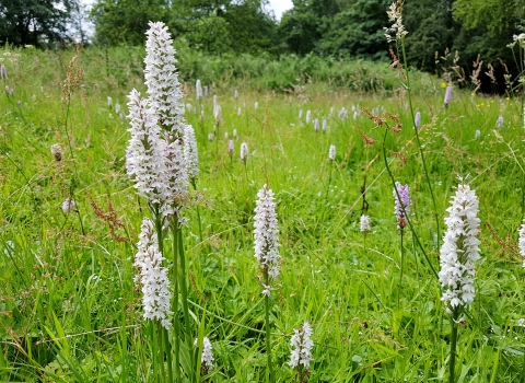 Common spotted orchids at Riverside Park, Ballymoney