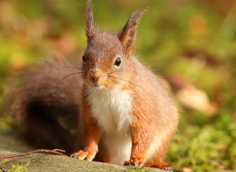 Red squirrel (c) Desmond Loughery