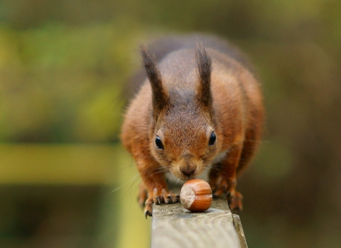 Red squirrel with hazelnut