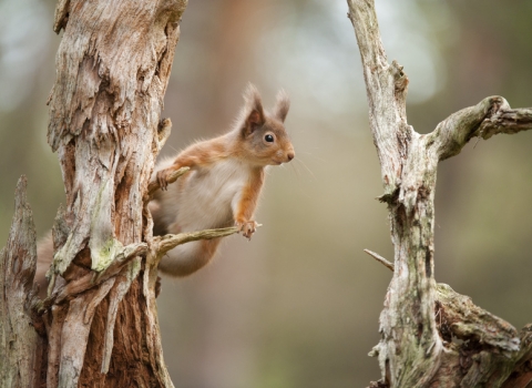 Red squirrel (c) Mark Hamblin 