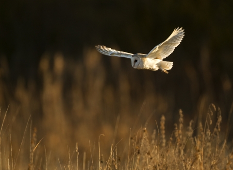 Barn owl (c) Danny Green 2020 Vision