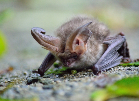 Long eared bat (c) Liam O'Hara
