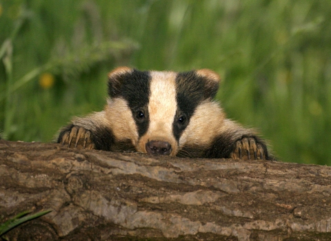 Baby badger (c) Darin Smith