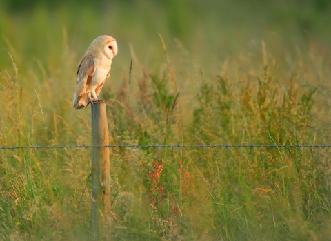 Barn owl (c) Jon Hawkins 