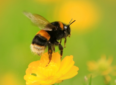 Buff tailed bumblebee (c) Jon Hawkins 