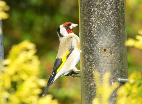 Goldfinch (c) Derek Moore