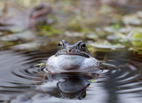 Common frog (c) Jonathan Clarke 