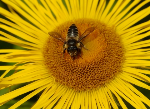 Leafcutter bee (c) Gillian Day