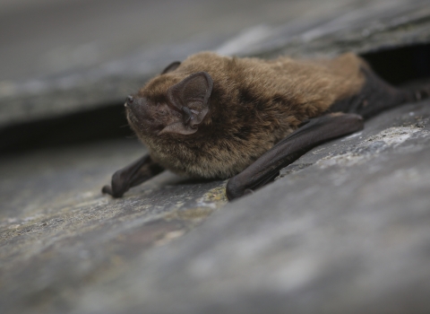 Liesler's bat (c) Tom Marshall 