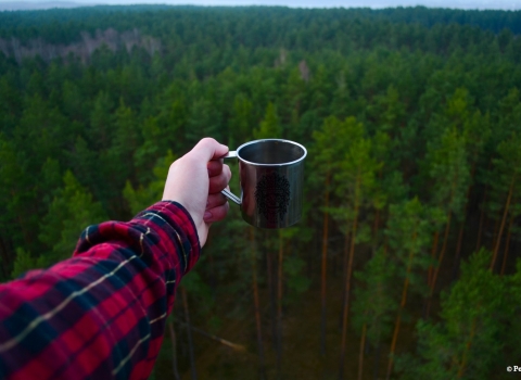 Tea in the forest (c) Pexels 