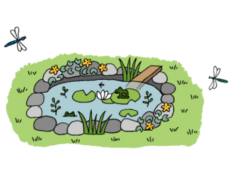 Pond Step 7