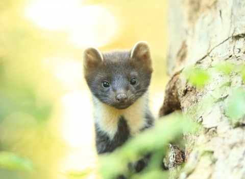 Pine marten (c) Ronald Surgenor