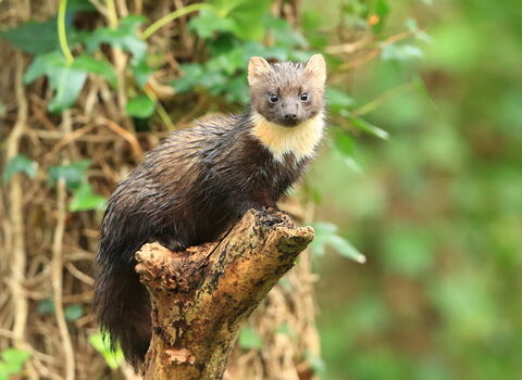 Pine marten (c)R Surgenor