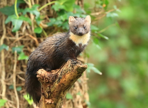 Pine marten (c)R Surgenor